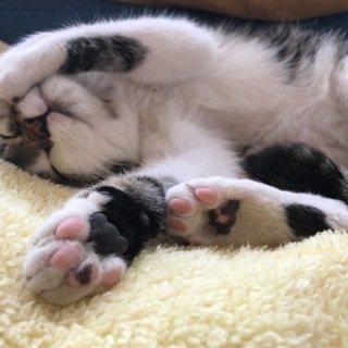 人懐こく大人しい子猫です