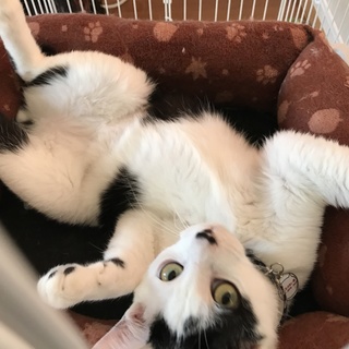 パンダ猫で短いしっぽが可愛い男の子
