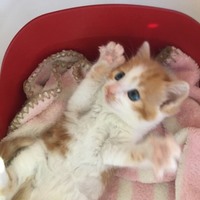 喜菜子（キナコ）