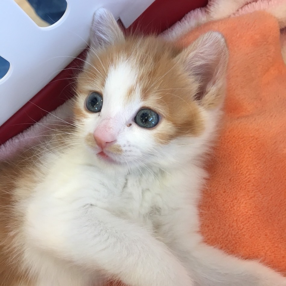 喜菜子（キナコ）のカバー写真