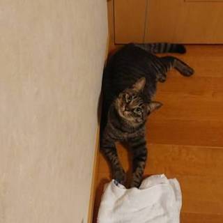 甘えん坊で手の大きい男の子です