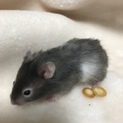 ゴールデンハムスターの里親募集。