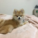 ポメラニアン 子犬 里親募集