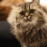 neko4plus