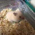 キンクマハムスター赤ちゃんの里親募集中