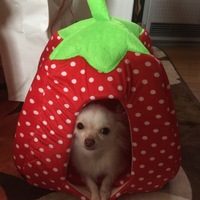 さくら
