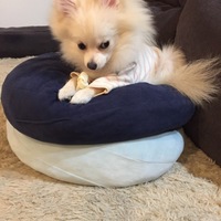 きなこ
