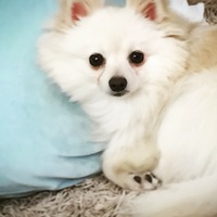 おもち