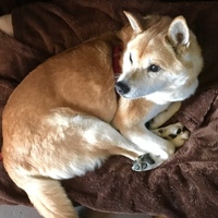 キララ
