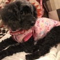 繁殖処分犬レスキュー☆ノエルちゃん