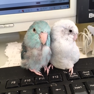 マメルリハインコ（7羽）の里親募集