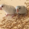 マメルリハインコ（7羽）の里親募集 サムネイル4