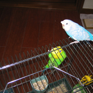 セキセイインコ♂♀2羽の里親様募集