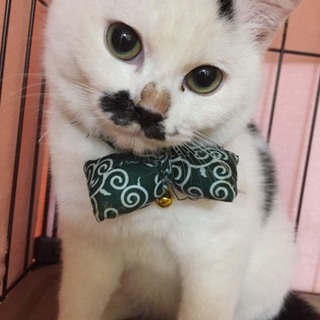 口ひげが可愛い男の子仔猫