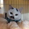 口ひげが可愛い男の子仔猫 サムネイル2