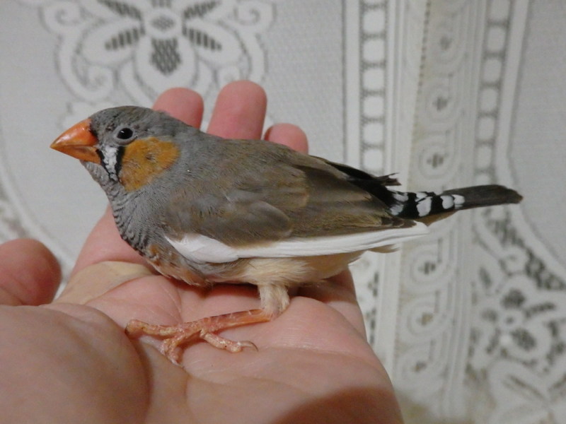 キンカチョウ(錦華鳥)　オス　11月5日～8日生 サムネイル2