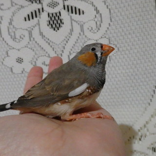 キンカチョウ(錦華鳥)　オス　11月5日～8日生