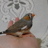 キンカチョウ(錦華鳥)　オス　11月5日～8日生 サムネイル1