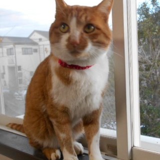 人懐こい男の子 ♪ 金ちゃん 2歳