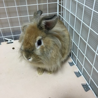 うさぎさんの里親様募集
