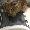 うさぎさんの里親様募集 サムネイル2