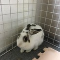 うさぎの里親様募集