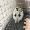 うさぎの里親様募集 サムネイル2