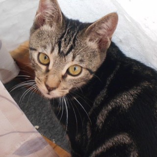 アメショー柄MIX クリちゃん ♪ 生後7ヵ月