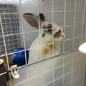 うさぎの里親様募集
