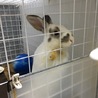 うさぎの里親様募集 サムネイル1
