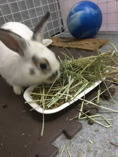 うさぎの里親様募集 サムネイル2