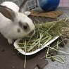 うさぎの里親様募集 サムネイル2