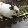 うさぎの里親様募集 サムネイル3