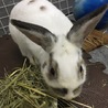 うさぎの里親様募集 サムネイル4