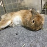 うさぎの里親様募集 サムネイル2