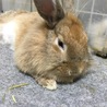 うさぎの里親様募集 サムネイル3