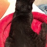 腰に一本だけ真っ白の毛が生えています。
