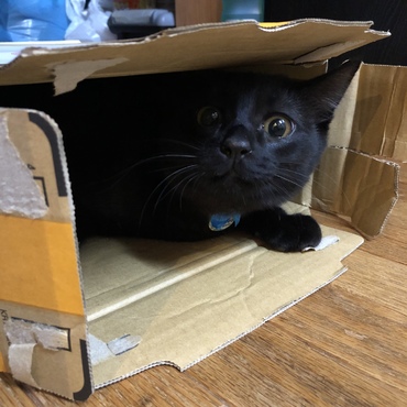ダンボールが大好き