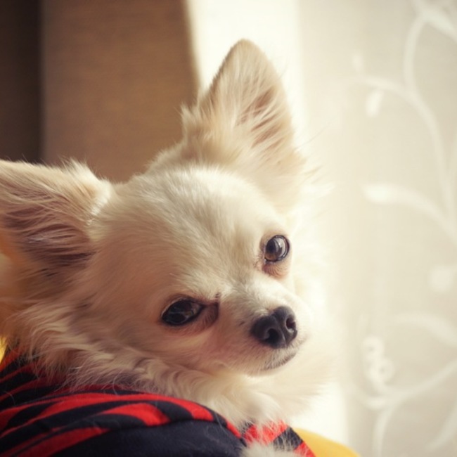 つるつるべのカバー写真