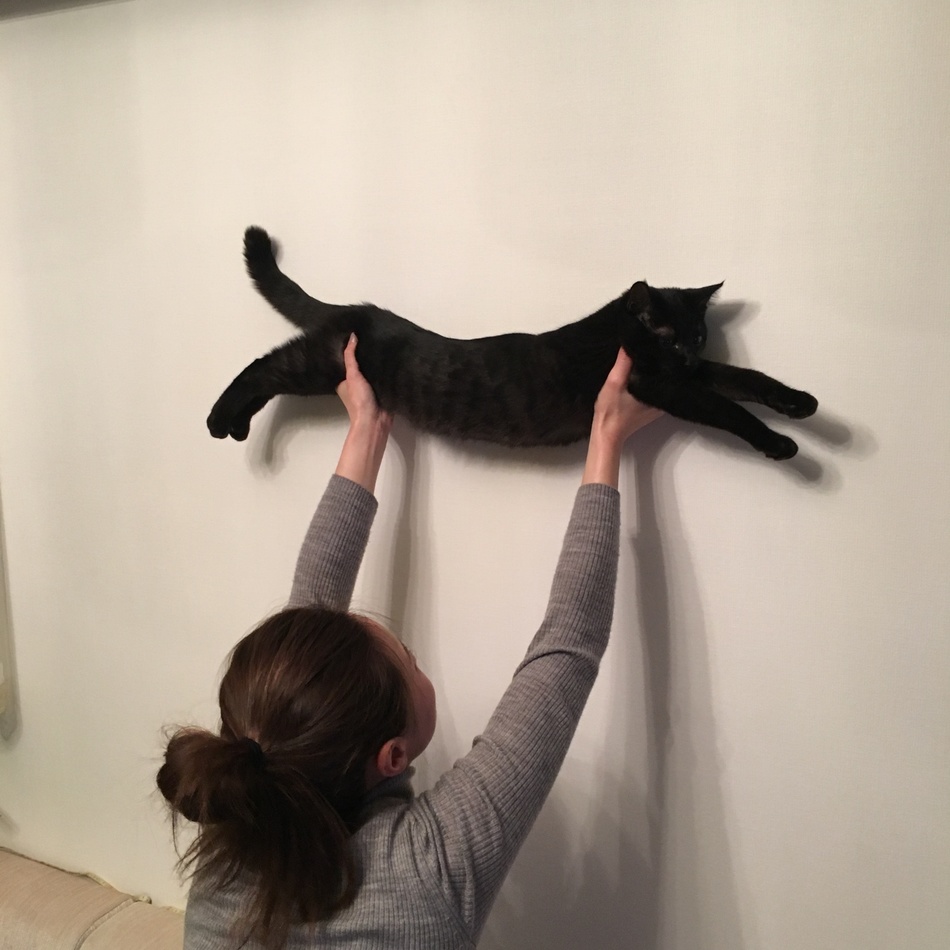ぴゃーすけのカバー写真