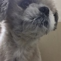 里親さん探してます