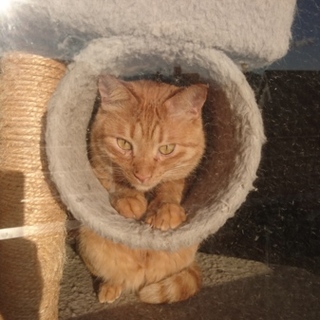 やんちゃな茶トラの男の子★うり坊