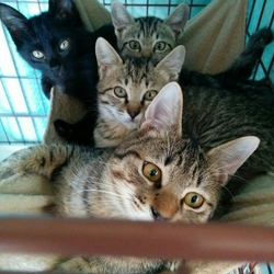 1月7日(日)に愛知県豊川市で猫の譲渡会！