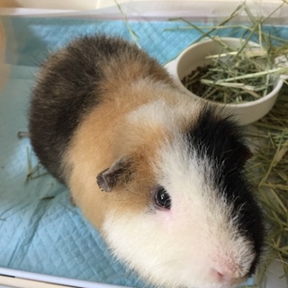 テディモルモット 1歳4ヶ月♂