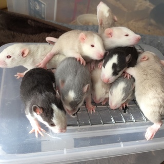 12月18日生まれのファンシーラットの里親決定