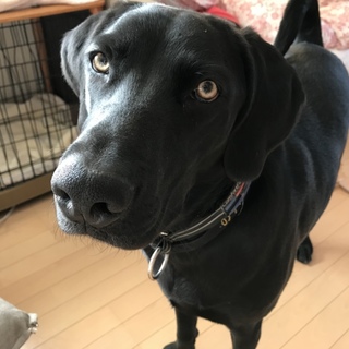 ちょっと大人になったよ！タフな里親様募集中！