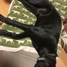 ちょっと大人になったよ！タフな里親様募集中！ サムネイル4