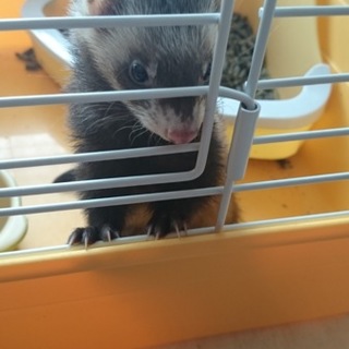 代理で里親募集です