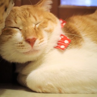 猫マニアの方々！　悶絶避けられず……