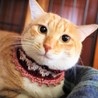 猫マニアの方々！　悶絶避けられず…… サムネイル4